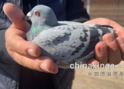 开运体育入口-山东西王大胜福建，稳坐东部赛区前列的简单介绍